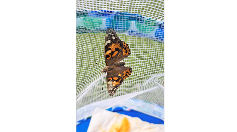 Butterfly fly away